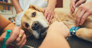 Lees meer over het artikel De Kosten van Euthanasie voor Honden (Wat Kost Euthanasie Hond)